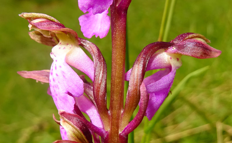 Orchis spitzelii